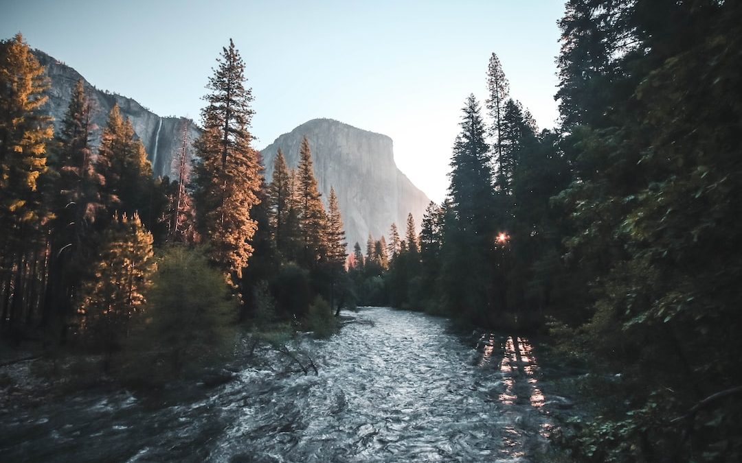 water stream surrounded with green trees