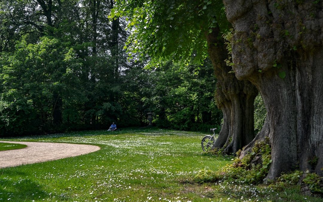 person sitting on grass surrounded with trees