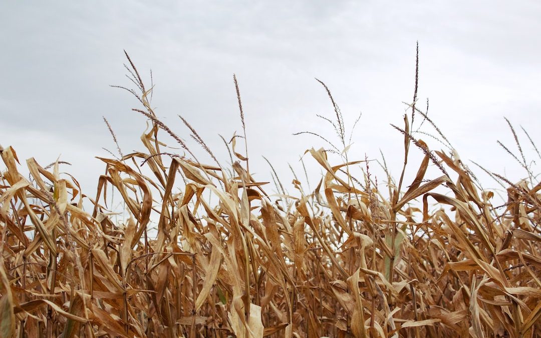 corn field under gray sky