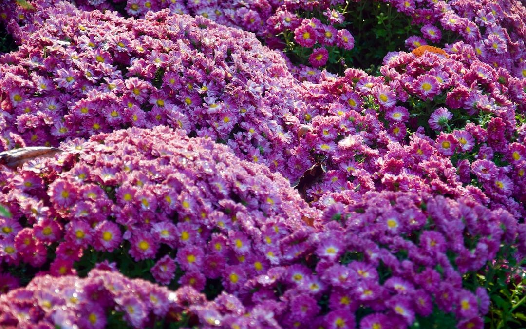 purple flower field during daytime