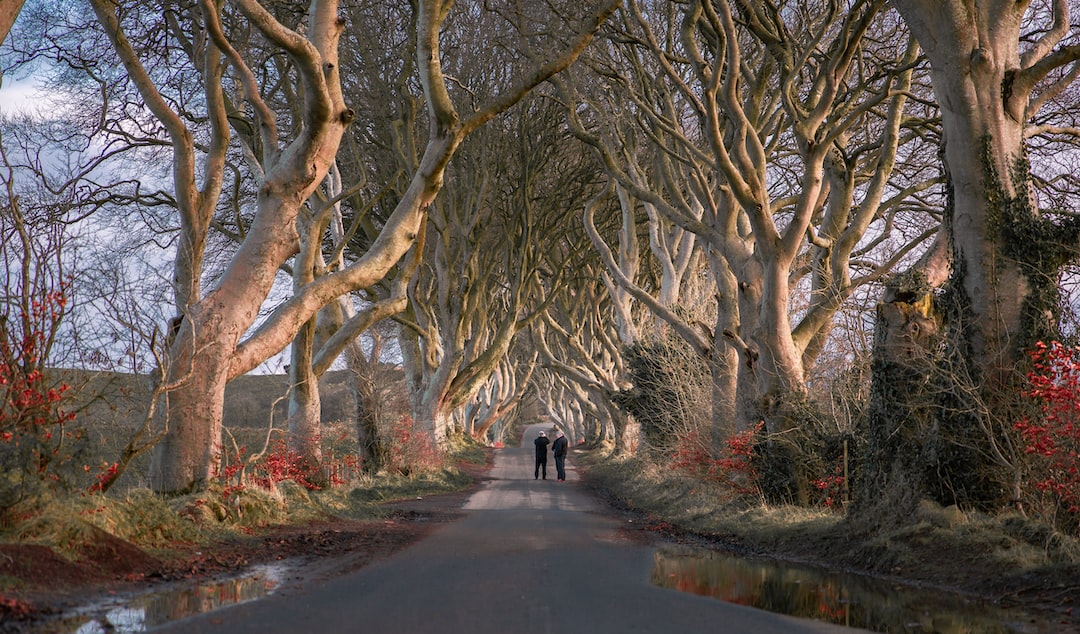 person in black jacket walking on road between trees during daytime