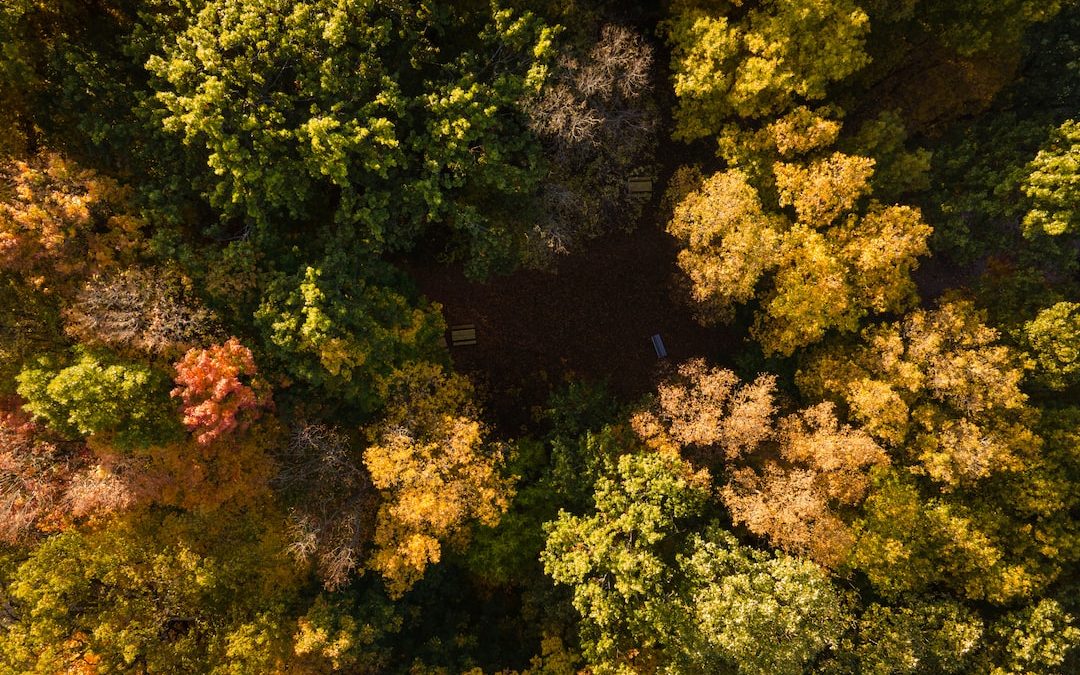 green and yellow trees during daytime