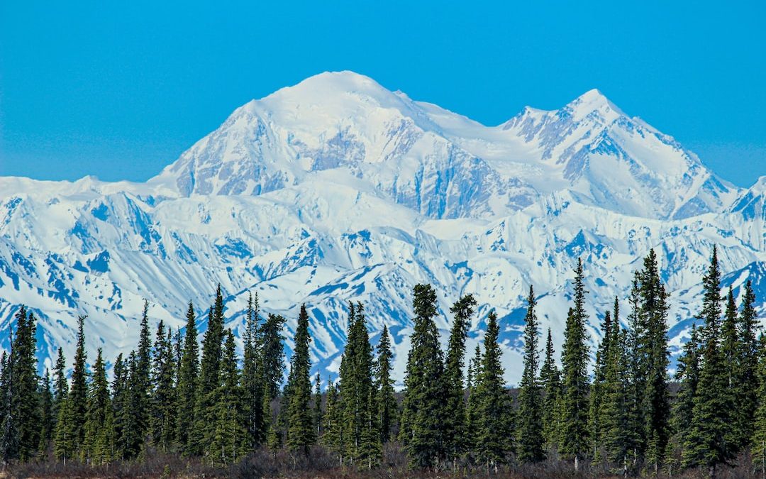 green pine trees near snow covered mountain during daytime