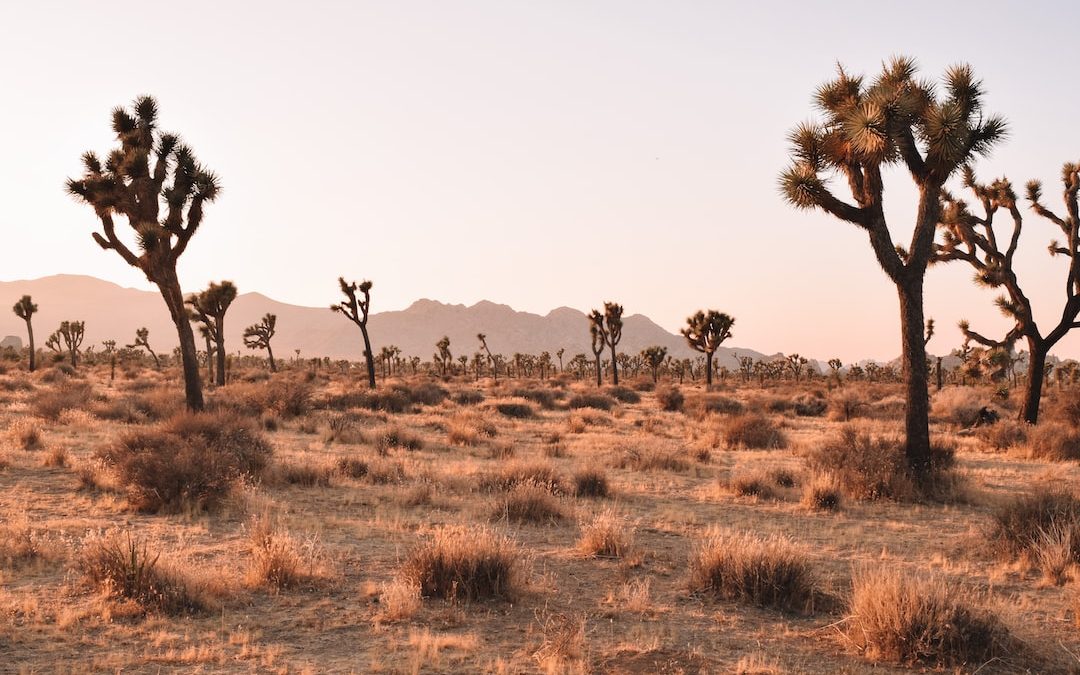 10 Free Things to Do in Phoenix