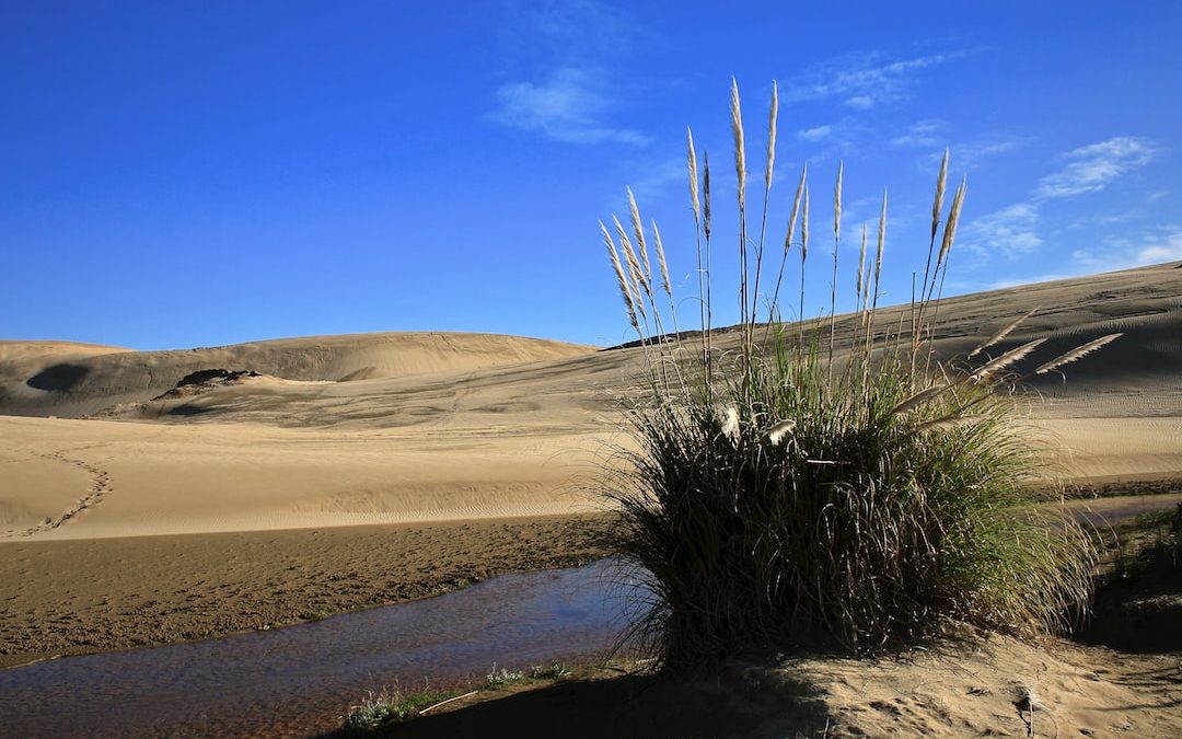 green grass on brown sand near body of water during daytime