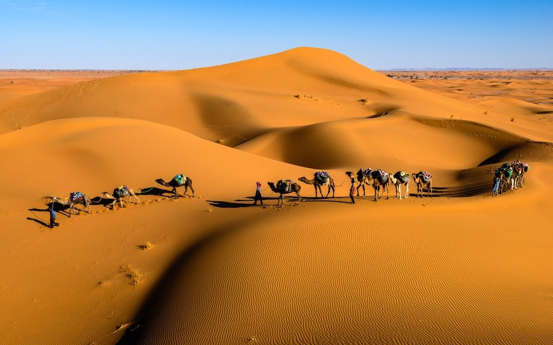 camels on desert under blue sky