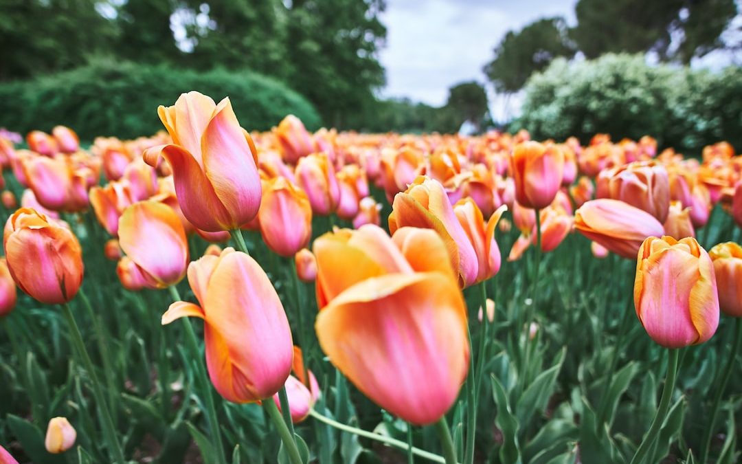blooming orange tulip flower field