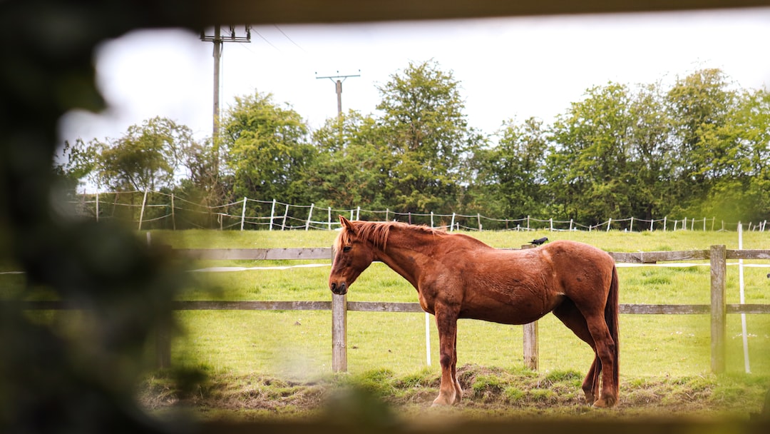 a brown horse standing in a fenced in area
