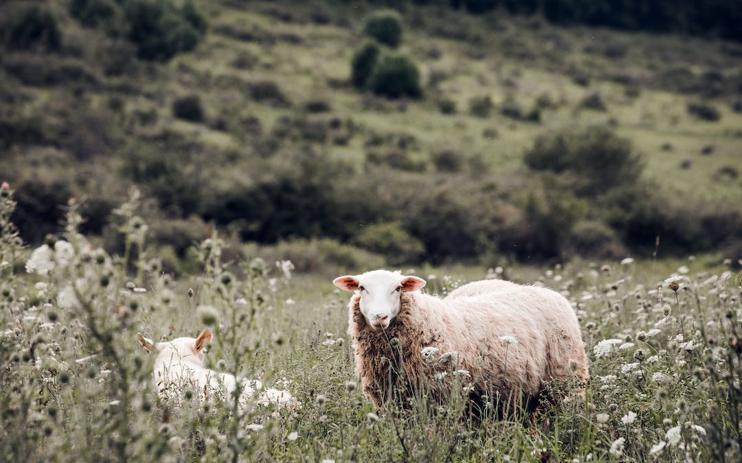 herd of sheep on green grass field during daytime