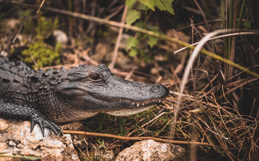 black crocodile at daytime