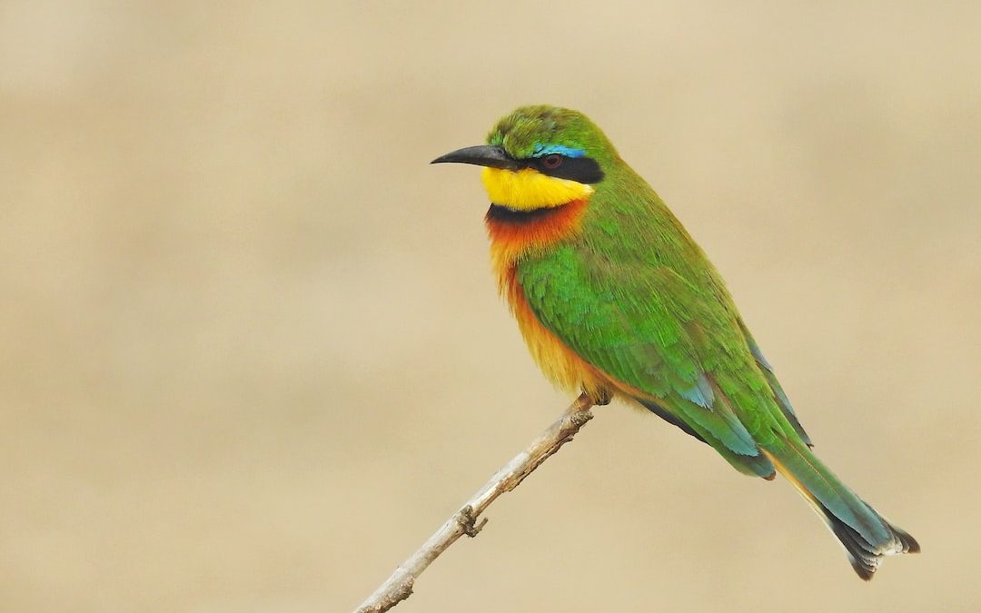 green, yellow, and red bird perched on brown stick