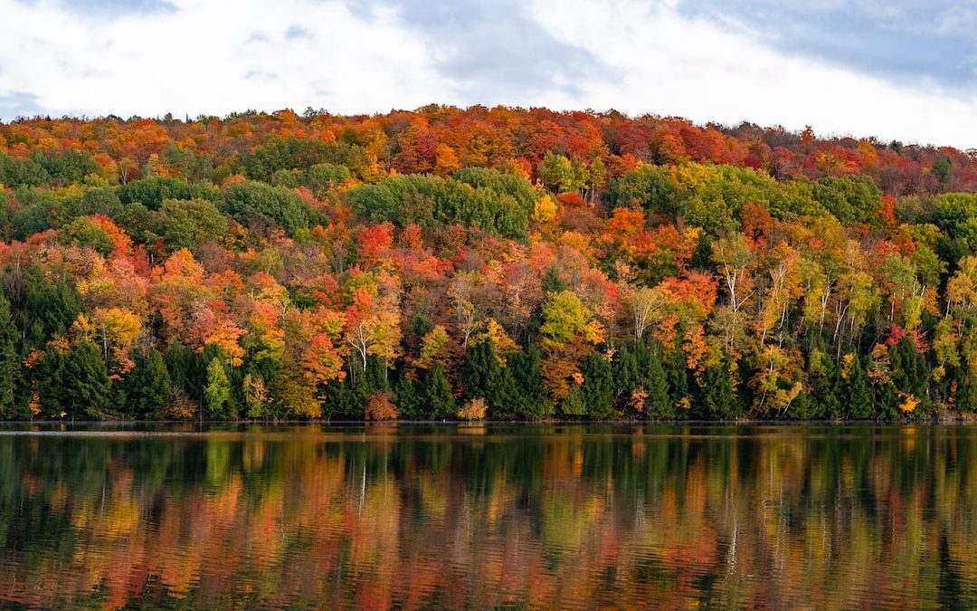 green and brown trees beside body of water during daytime