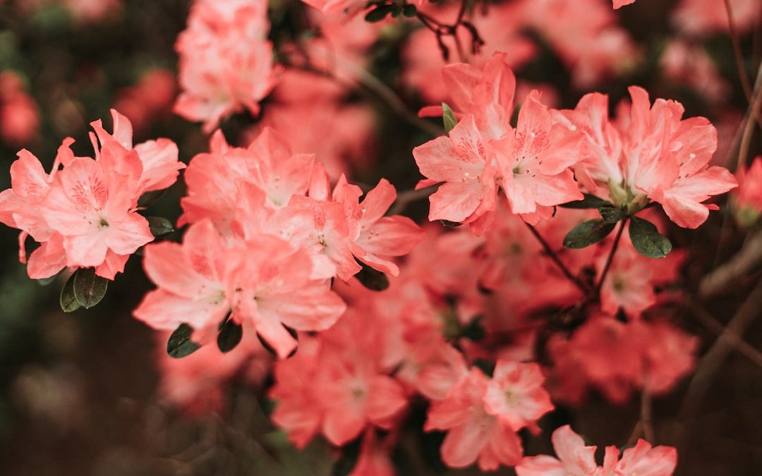 A Guide to Nighttime Entertainment in Fayetteville, AR Cheapest Vacations Cool Places To Travel