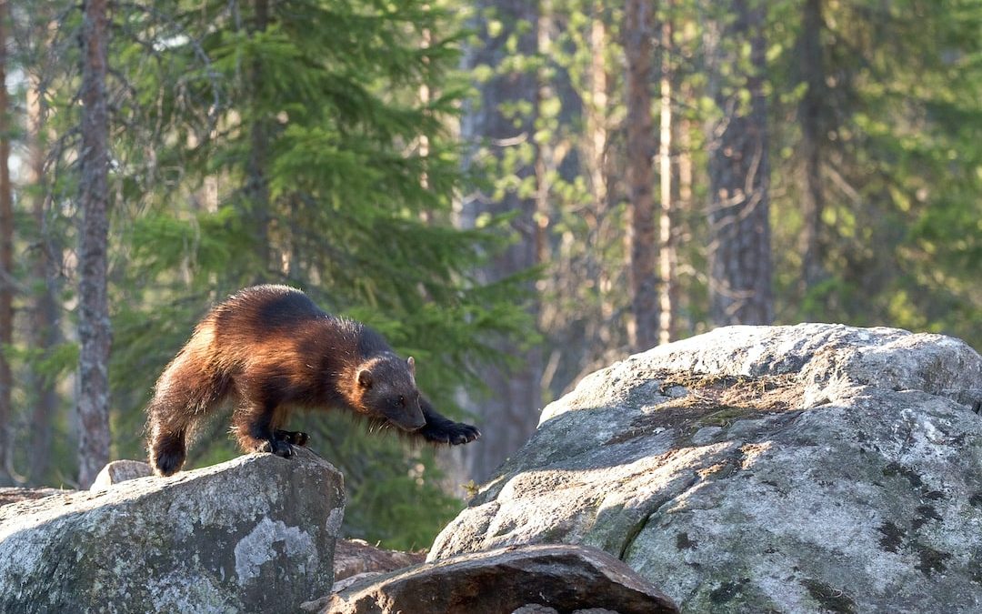 shallow focus photo of brown animal