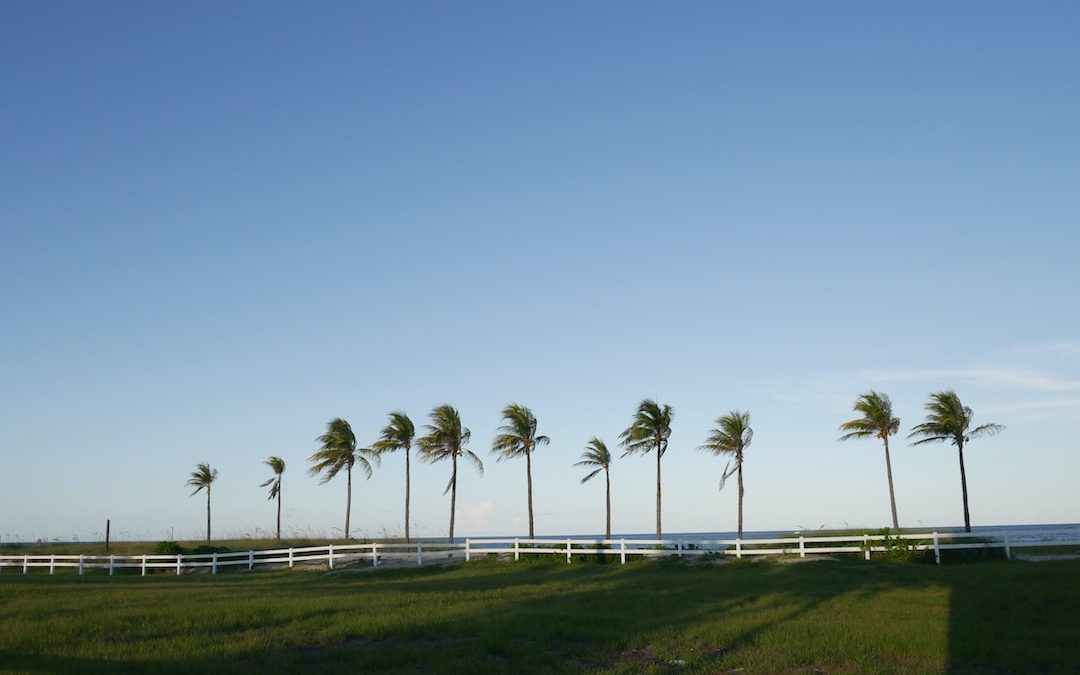 green coconut palm trees on green grass field under blue sky during daytime