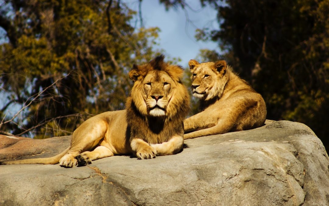 shallow focus photography of lion and lioness