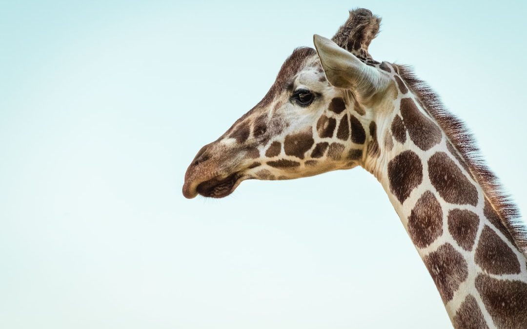 photo of a giraffe