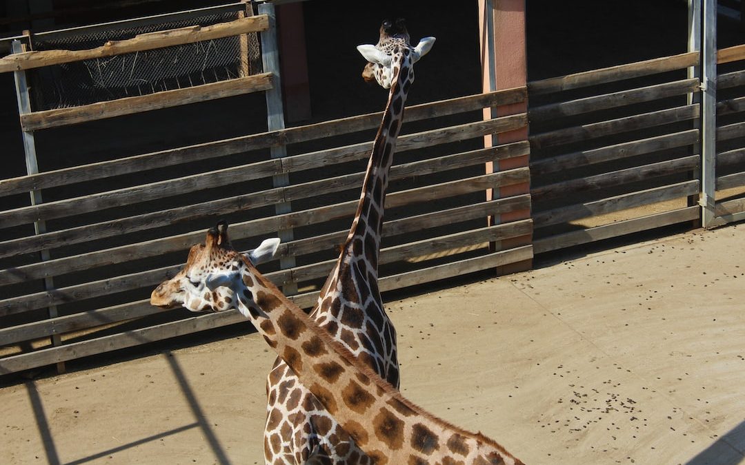 giraffes in an enclosure