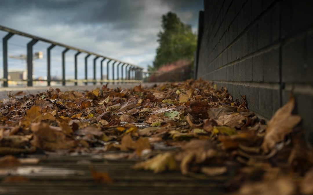 shallow focus photography of dried leaves on floor