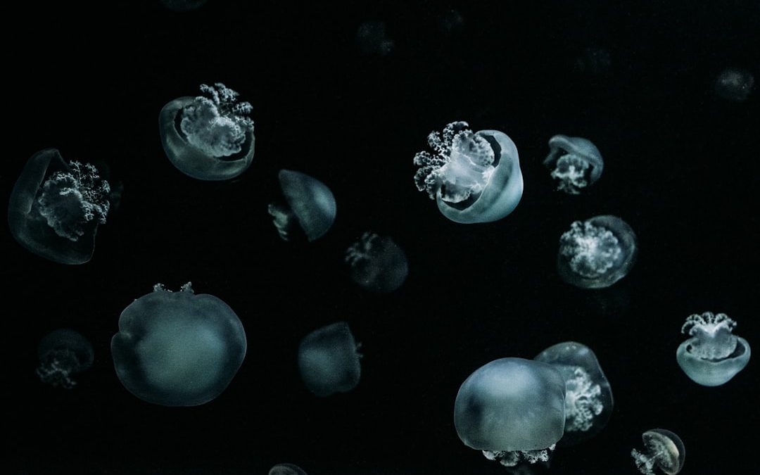 a group of white and grey jellyfish