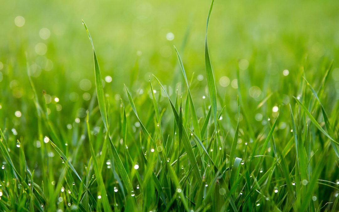 close photo of green grass