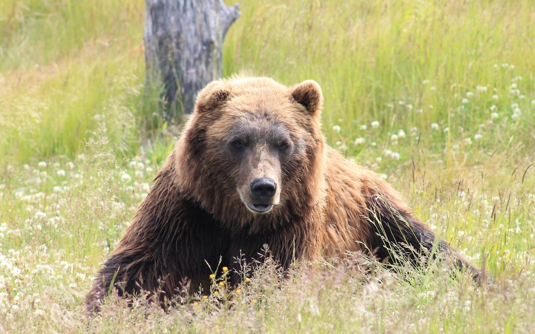 brown bear lying on grass field during daytime