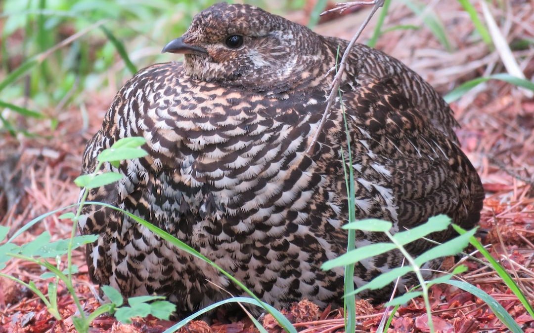 a brown and black bird sitting on the ground