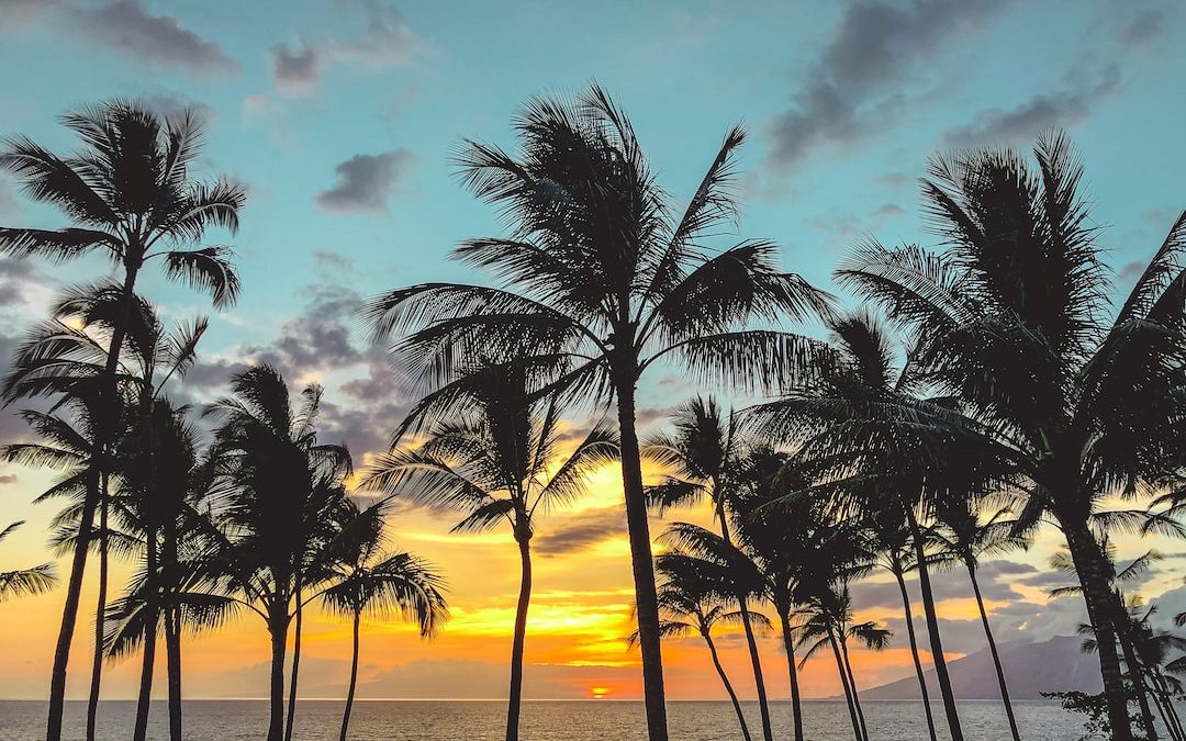 palm trees facing the sea