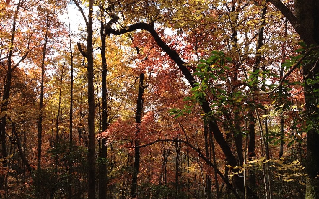 a forest filled with lots of trees covered in leaves