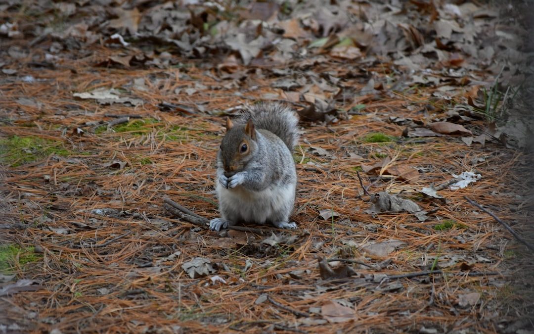 a squirrel standing on the ground