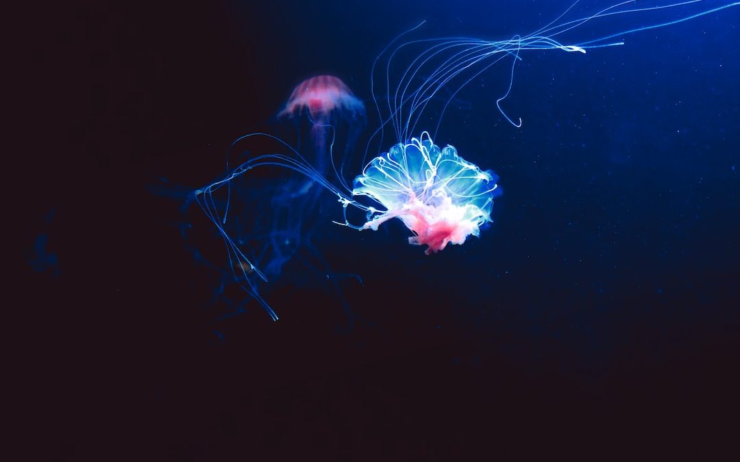 pink jellyfish in blue water