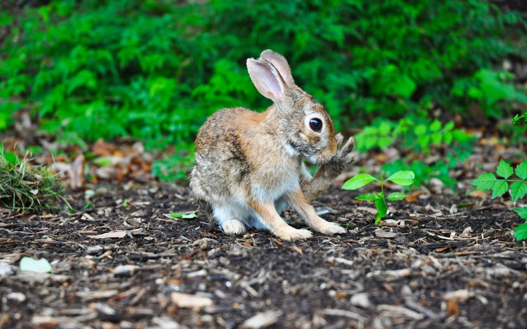 brown rabbit near green leafed plant