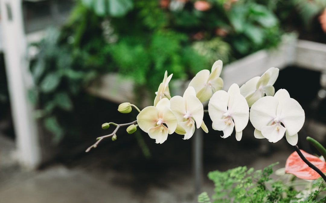 a close up of a white flower in a garden