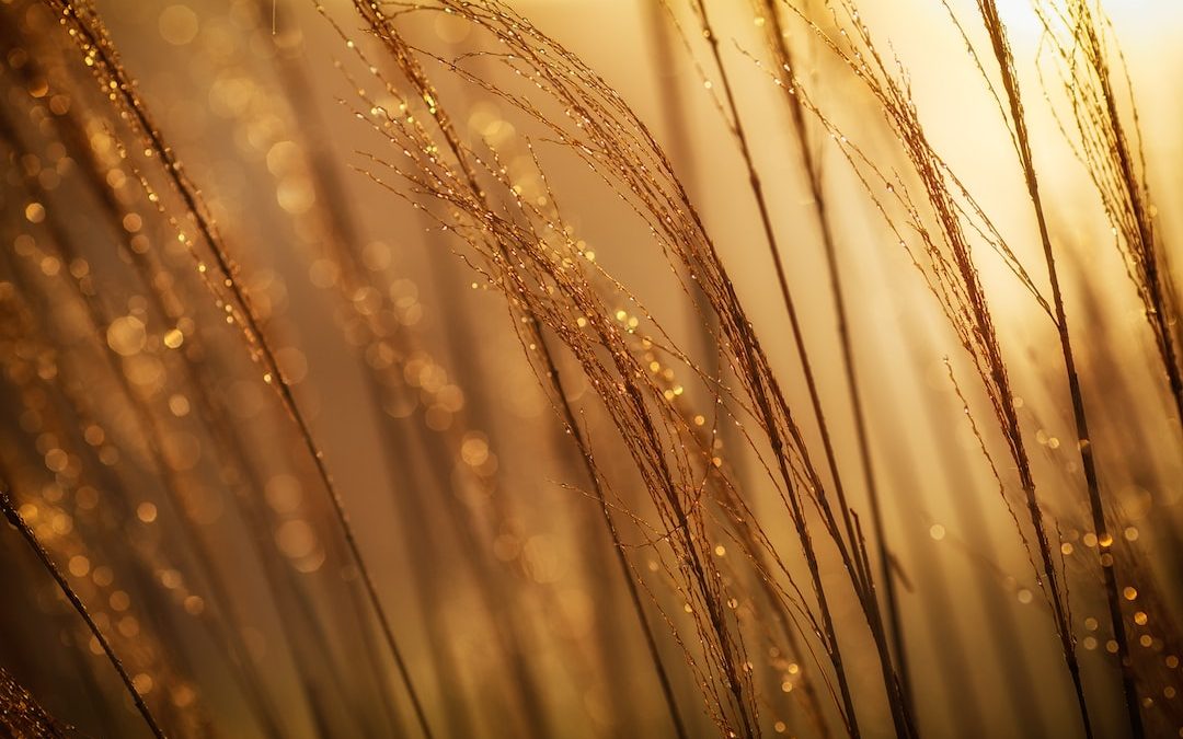 selective focus photography of brown grass at daytime