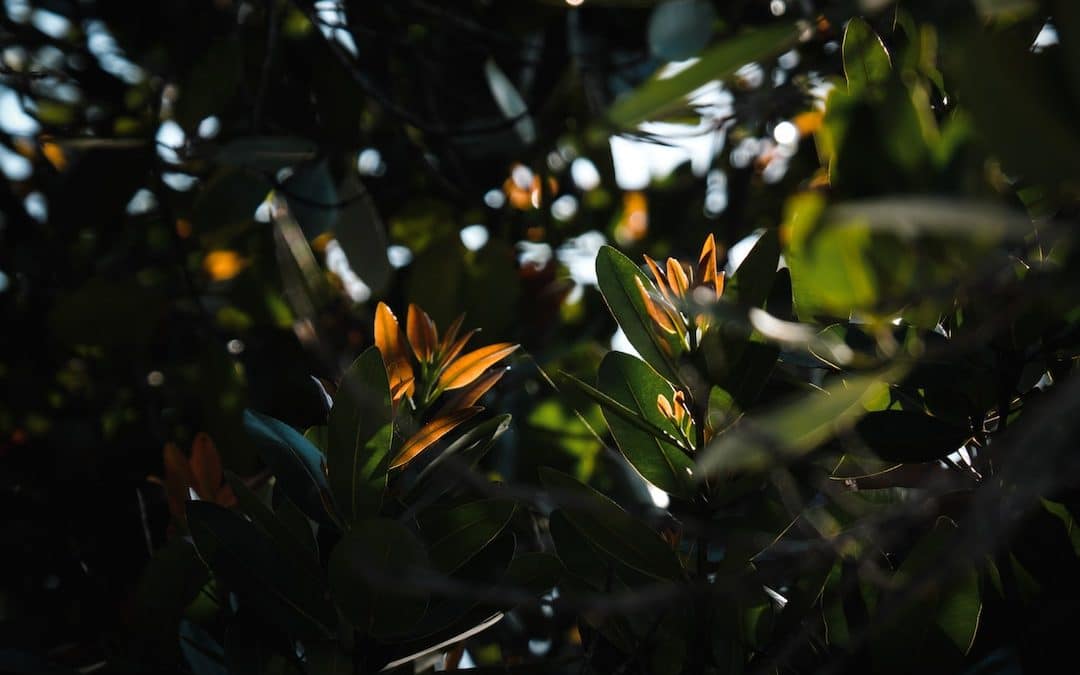 green-leafed plant