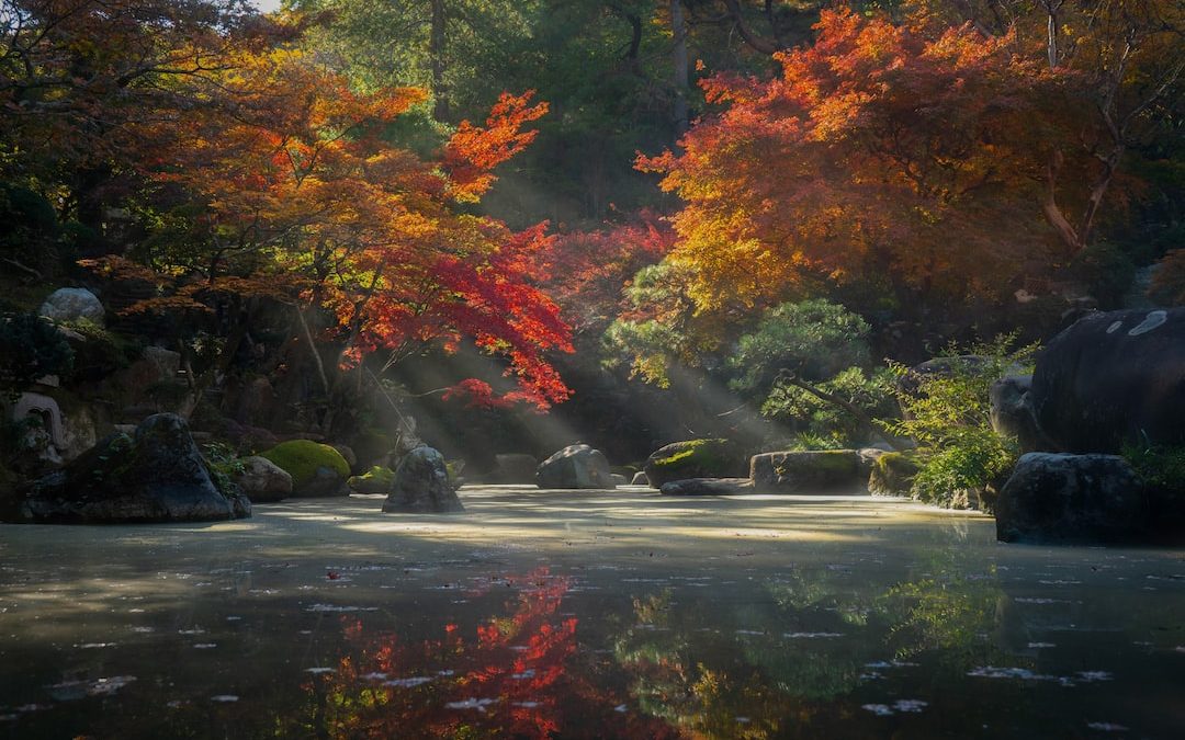 red and green trees beside river during daytime