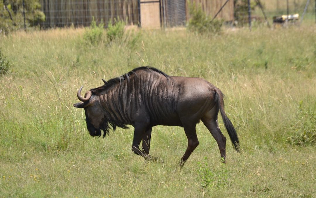 black horned animal on grass field