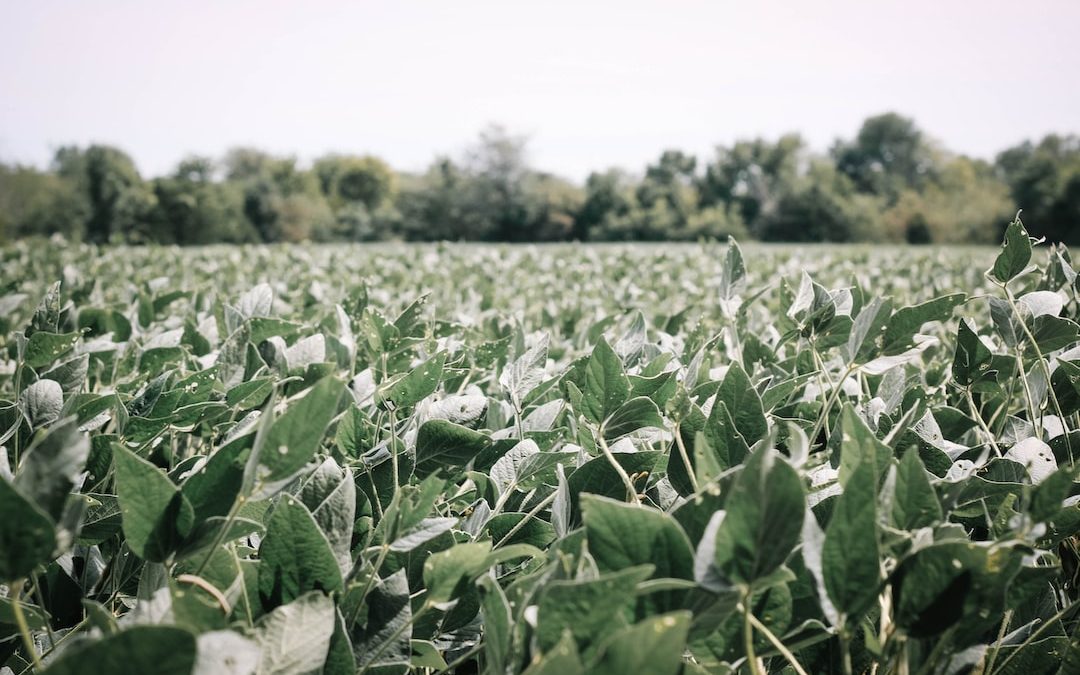 a field of plants