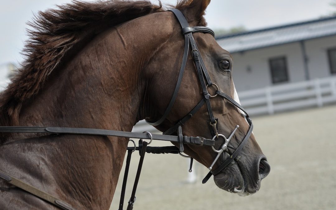 selective focus of brown horse