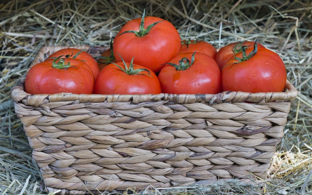 a basket of tomatoes