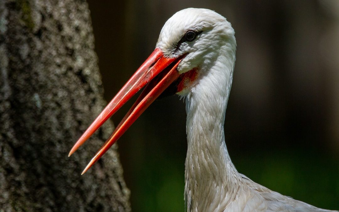 a white bird with a red beak standing next to a tree