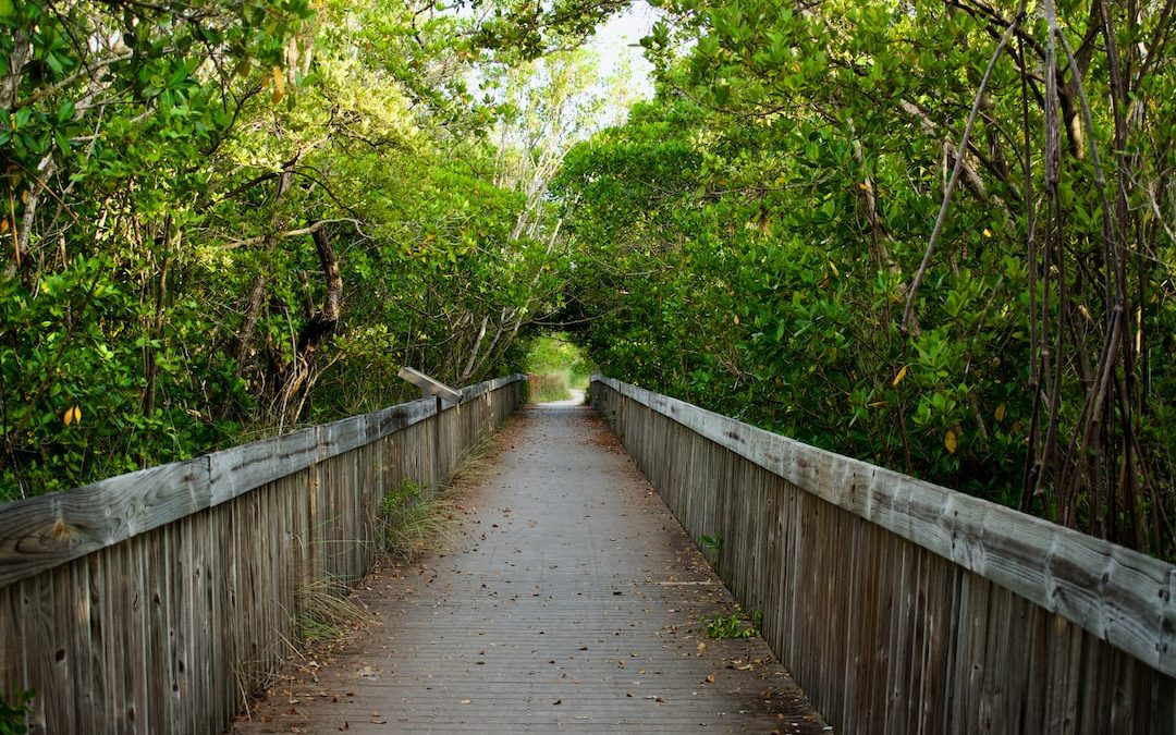a wooden walkway surrounded by trees and bushes