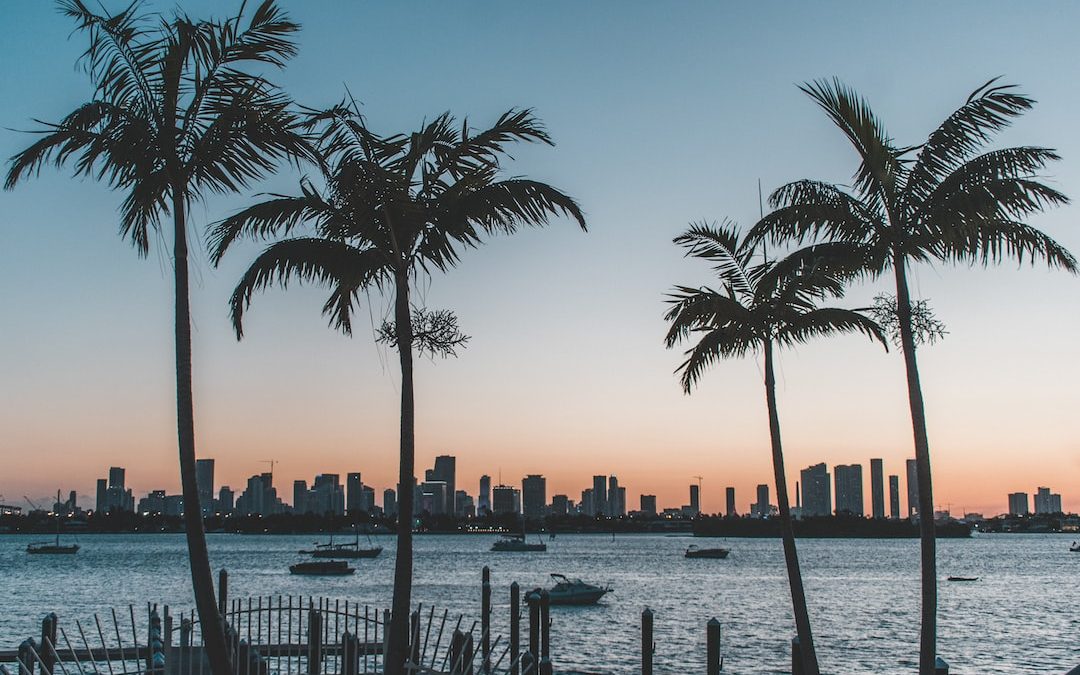 silhouette of palm trees near body of water during sunset