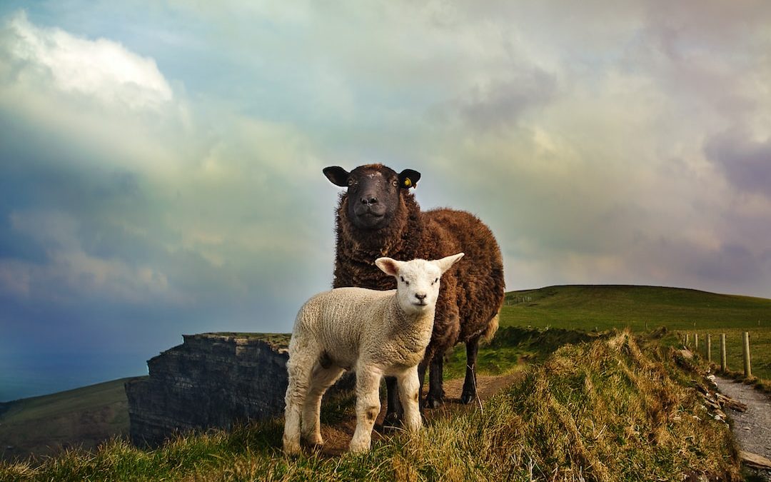 Discovering Dublin’s Must-See Sites