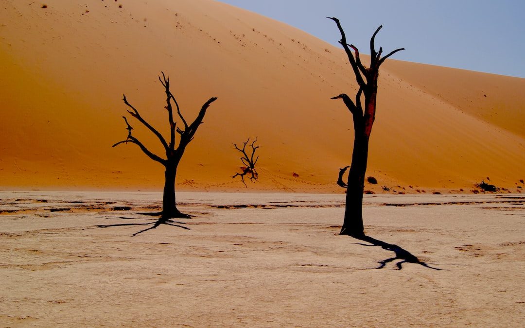 two bare trees on dessert