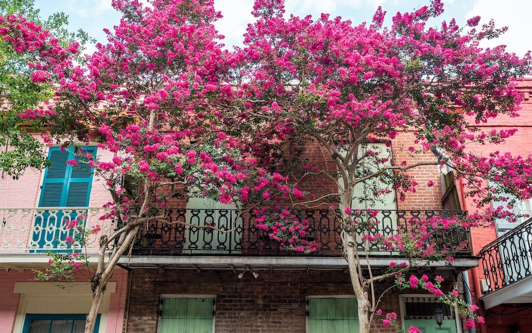 pink cherry blossom tree near brown concrete building during daytime