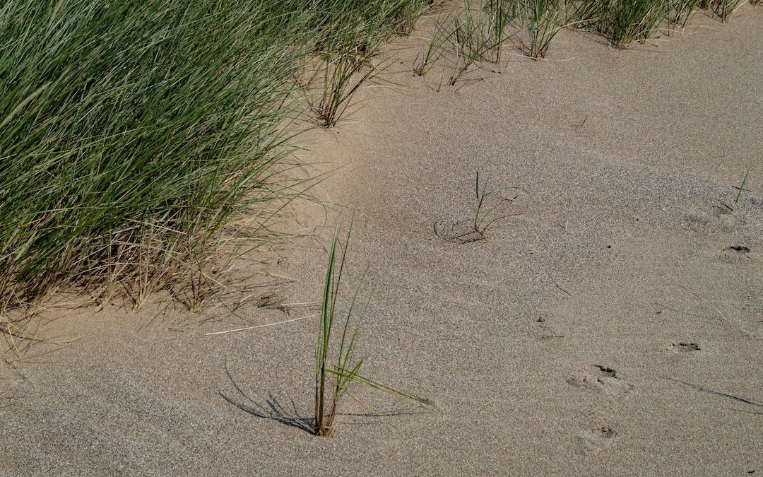 a plant growing in the sand