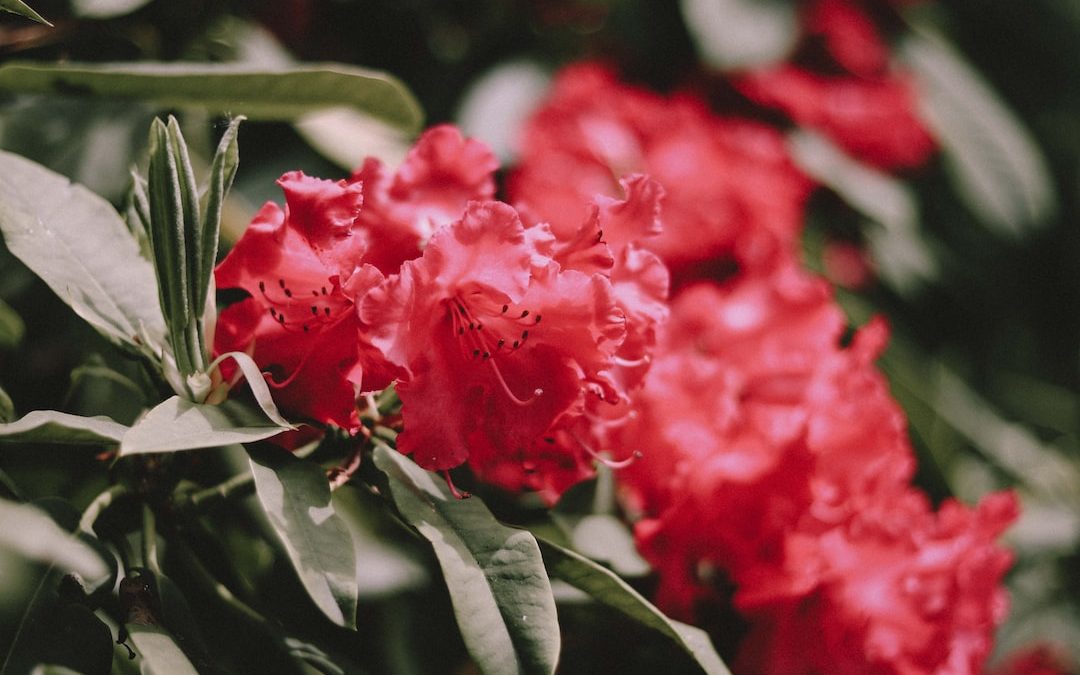 red-petaled flowers