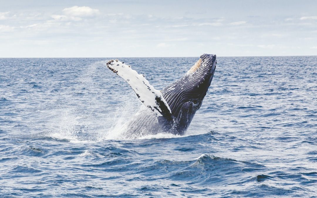 photography of whale