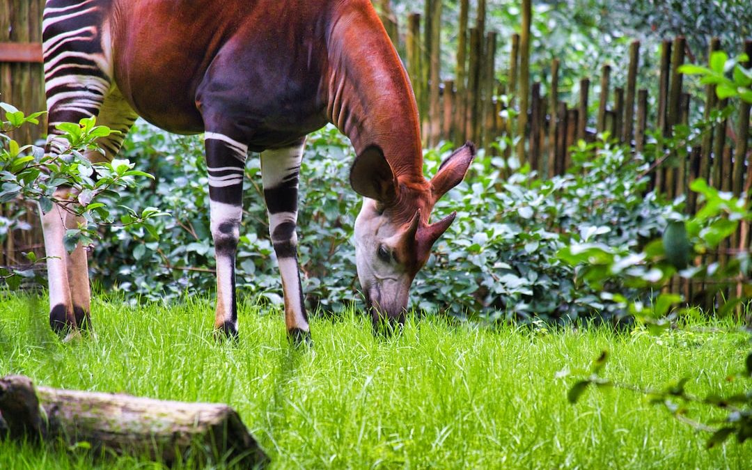 brown and white horse eating grass